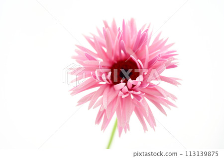bright pink gerbera bright pink gerbera 113139875