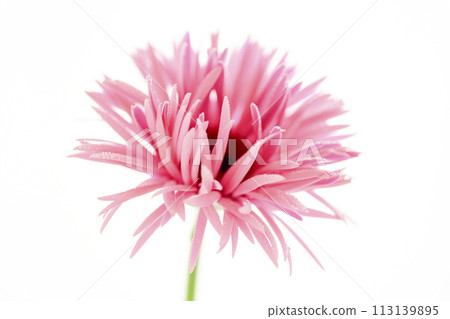 bright pink gerbera 113139895