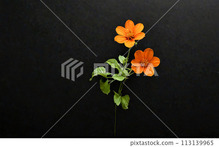 Bright orange flowers bloom on dark background. Green leaves complement vibrant petals, making this image perfect for a variety of uses. Bright orange flowers bloom on dark background. Green leaves complement vibrant petals, making this image perfect for a variety of uses. 113139965