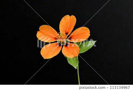 Orange bloom with five petals, dark backdrop. Petals show vibrant color, soft texture. Detailed stamen in center, small yellow grains of pollen. Orange bloom with five petals, dark backdrop. Petals show vibrant color, soft texture. Detailed stamen in center, small yellow grains of pollen. 113139967
