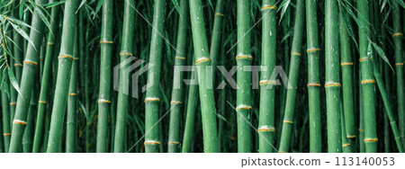 Natural green bamboo background. Close up view of vibrant green bamboo stalks, perfectly aligned, natural patterns and textures. background, wallpapers or any design needing touch of nature elegance Natural green bamboo background. Close up view of vibrant green bamboo stalks, perfectly aligned, natural patterns and textures. background, wallpapers or any design needing touch of nature elegance 113140053