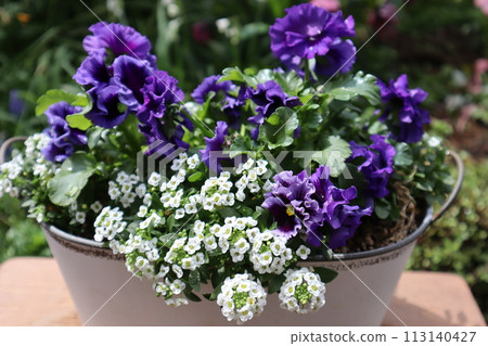 The purple frilled pansies I grew from seeds have bloomed. 113140427