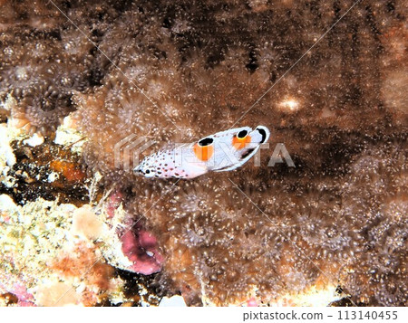 Crested wrasse 113140455