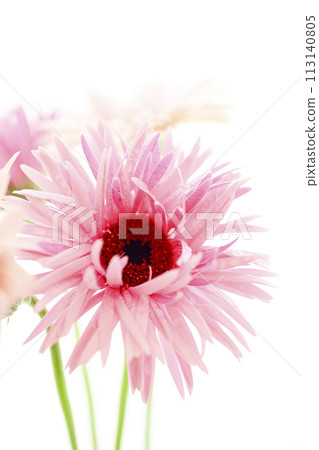 bright pink gerbera bright pink gerbera 113140805