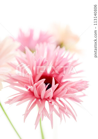 bright pink gerbera 113140806