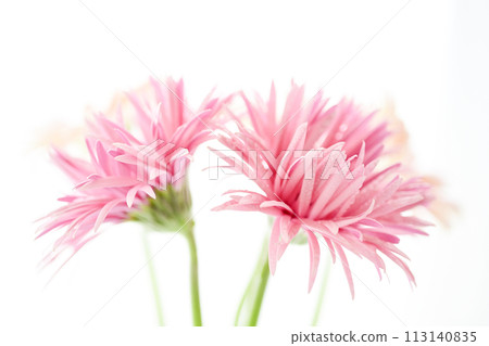 bright pink gerbera bright pink gerbera 113140835