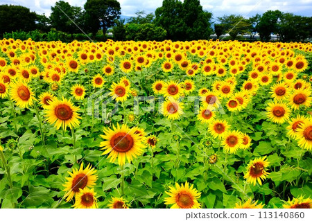 A field of sunflowers spreading out towards the sun 113140860
