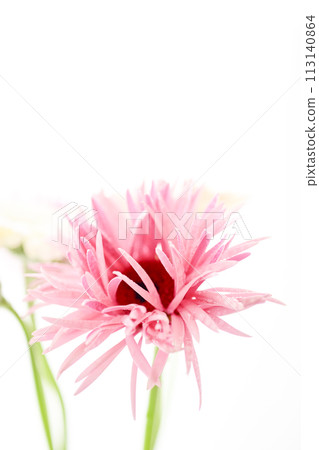 bright pink gerbera bright pink gerbera 113140864