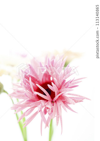 bright pink gerbera bright pink gerbera 113140865