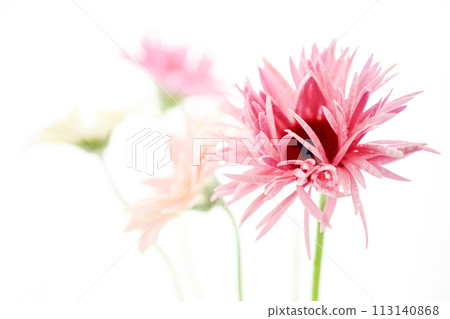 bright pink gerbera 113140868