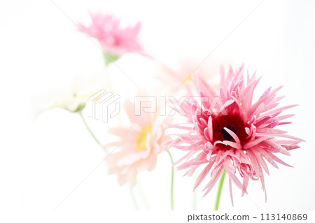 bright pink gerbera 113140869