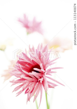 亮粉色非洲菊 亮粉色非洲菊 113140874