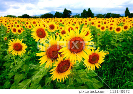 A field of sunflowers spreading out towards the sun A field of sunflowers spreading out towards the sun 113140972