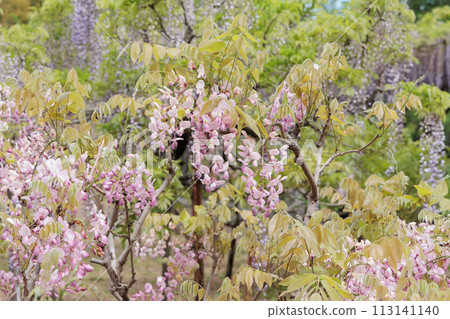 紫藤花的景觀 紫藤花的景觀 113141140