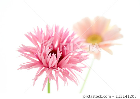 亮粉色非洲菊 亮粉色非洲菊 113141205