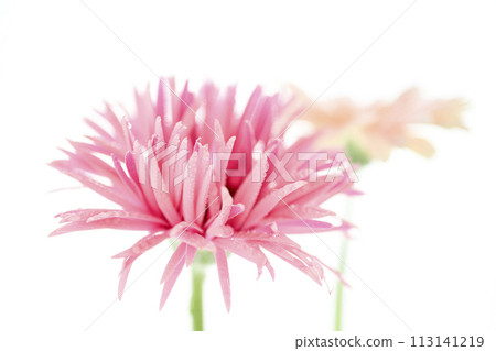 bright pink gerbera bright pink gerbera 113141219