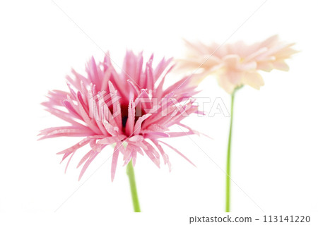 亮粉色非洲菊 113141220