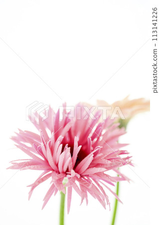 bright pink gerbera bright pink gerbera 113141226