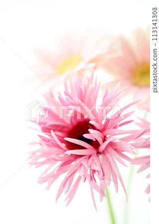 亮粉色非洲菊 113141308