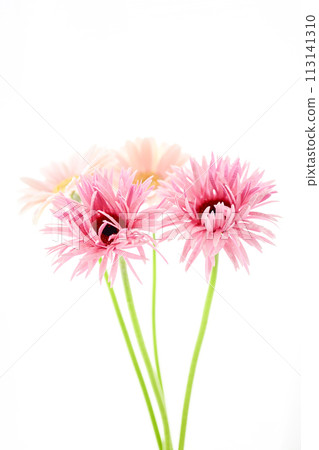 bright pink gerbera bright pink gerbera 113141310