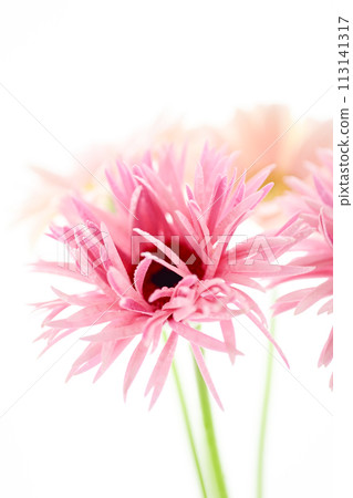 bright pink gerbera bright pink gerbera 113141317