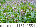 Himeodoricosoum 113141554