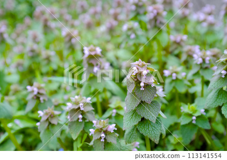 野草 113141554