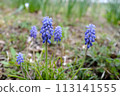 Muscari 113141555