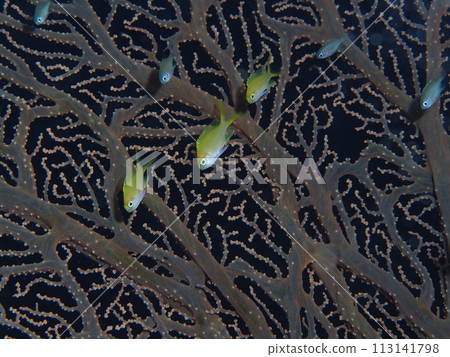 Smirenagahanadaii幼魚 113141798