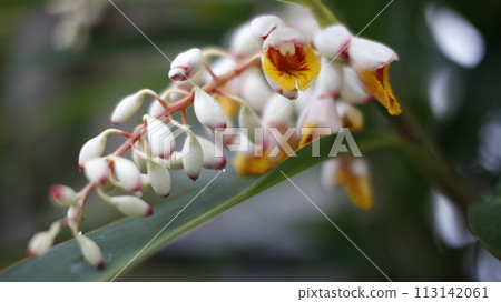 Shell ginger flowers wet with morning dew 113142061