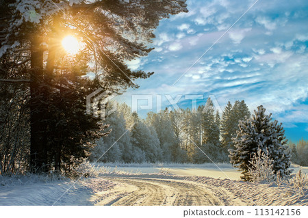 Winter sun shines through frost covered branches of an old pine tree standing by snowy country road. 113142156