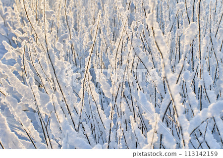 Branches of snow covered bush with snow stuck to them, graphically composition, vegetation background texture. Branches of snow covered bush with snow stuck to them, graphically composition, vegetation background texture. 113142159