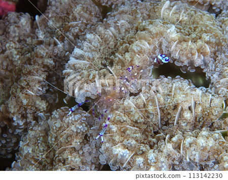 Nadeshiko小丑 113142230