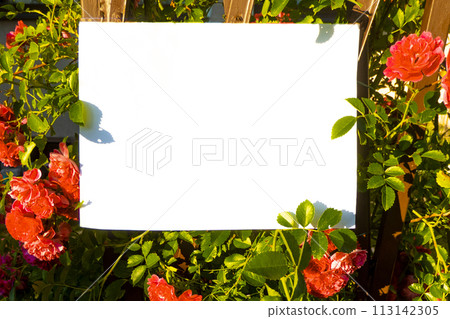 White paper and beautiful flowers White paper and beautiful flowers 113142305