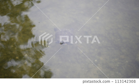 Turtle showing its face on the surface of the water Turtle showing its face on the surface of the water 113142308