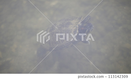 A turtle desperately swimming underwater 113142309