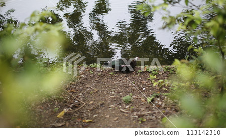 鳥兒檢查水中發生了什麼 113142310