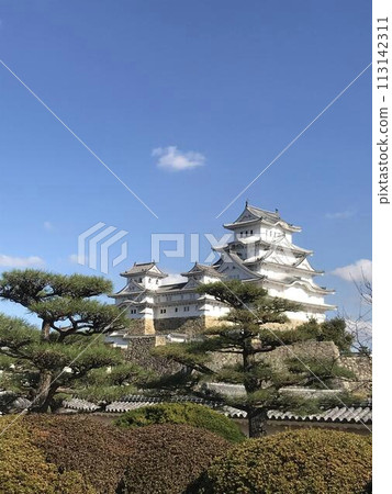 Pine tree and Himeji castle Pine tree and Himeji castle 113142311