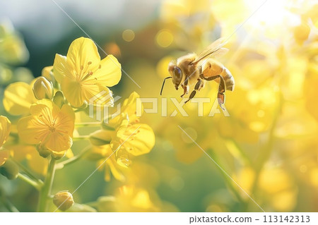 強姦花田和蜂 113142313