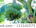 Bananas are on the Banana tree in the garden  113142573
