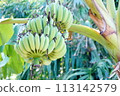 Bananas are on the Banana tree in the garden  113142579