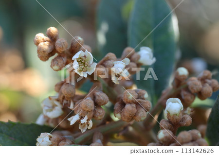 Bouquet's flowers and buds 113142626