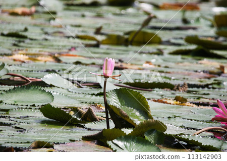 Close up view of couple of pink waterlily in bloom floating on the lake 113142903