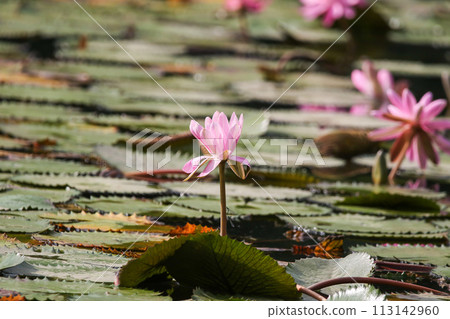 Close up view of couple of pink waterlily in bloom floating on the lake 113142960