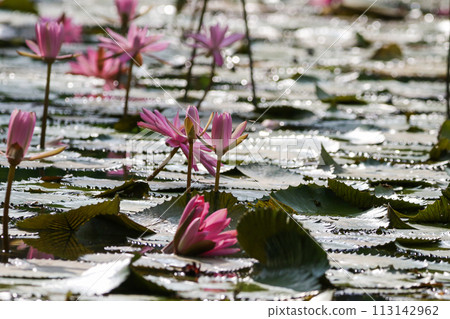 Close up view of couple of pink waterlily in bloom floating on the lake 113142962