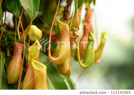 Nepenthes, Tropical pitcher plants or Monkey cups in ornamental garden 113142985