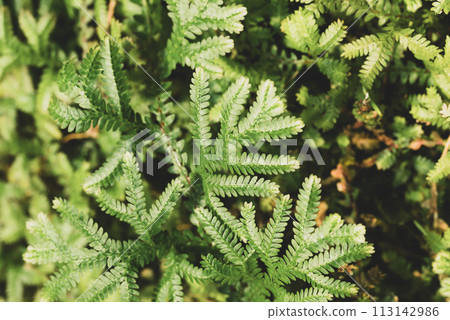 Green Selaginella, spikemoss or lesser clubmoss, Fresh leaf nature texture background 113142986