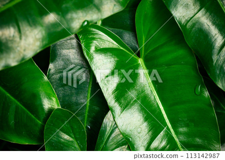 Fresh green Philodendron leaves texture, Nature background 113142987