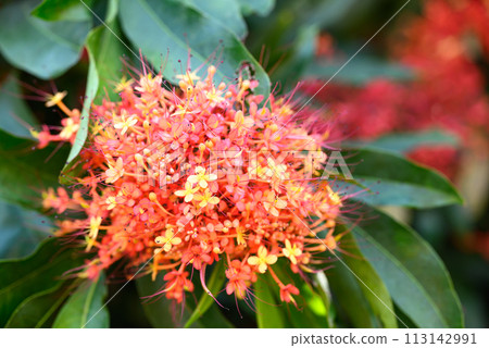 Orange red Ashoka tree flower blooming in ornamental garden Orange red Ashoka tree flower blooming in ornamental garden 113142991