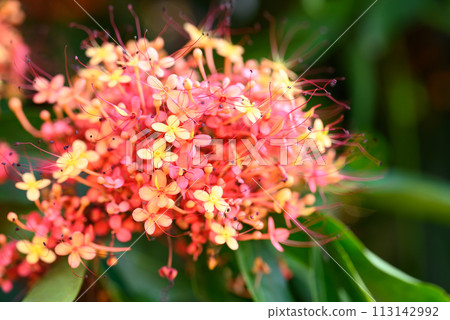Orange red Ashoka tree flower blooming in ornamental garden Orange red Ashoka tree flower blooming in ornamental garden 113142992